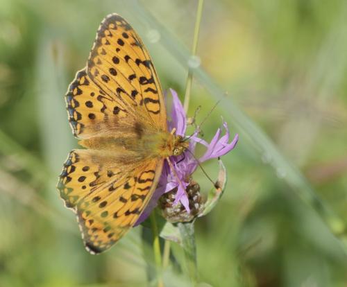 Argynnis aglaja